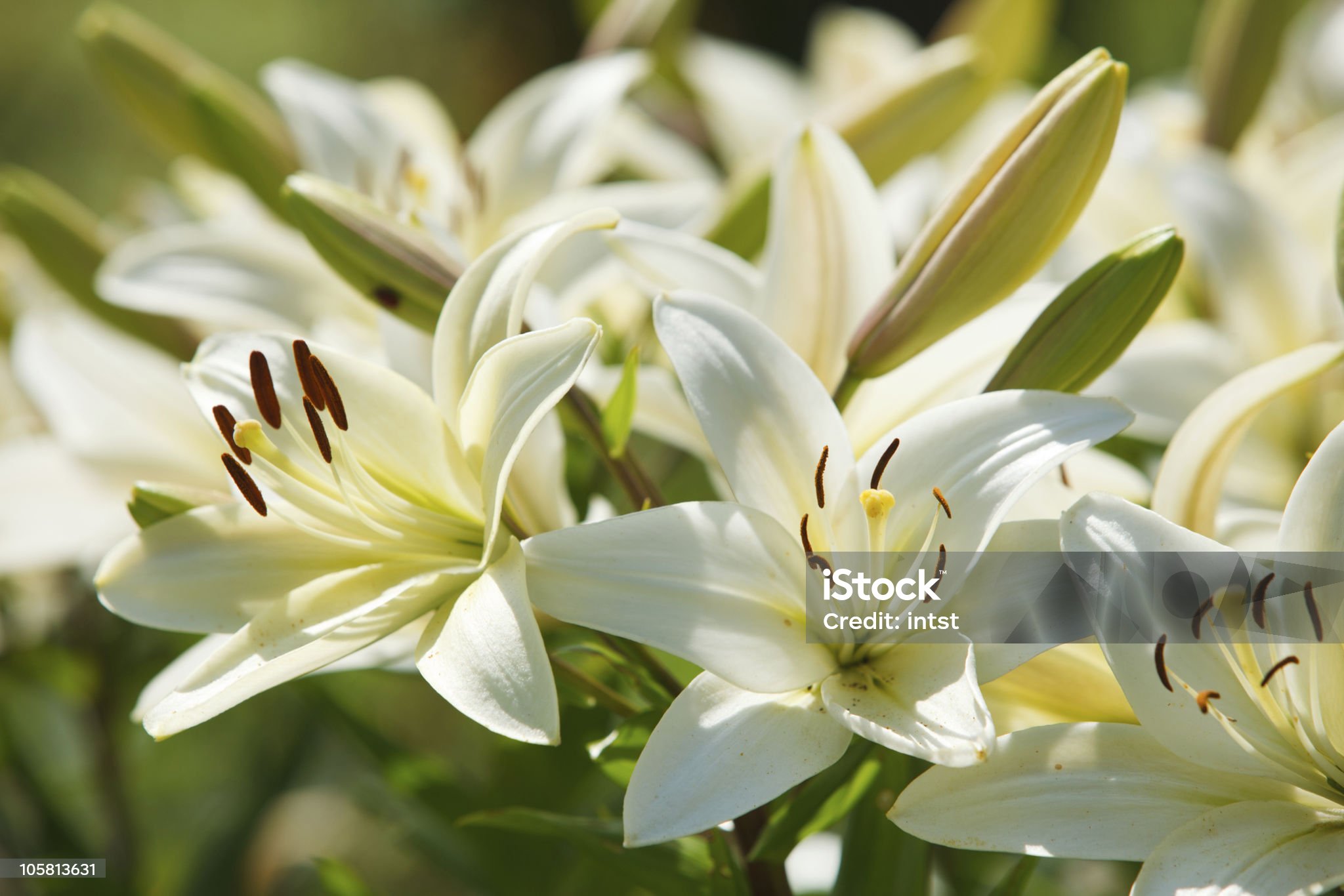 Lily Bouquet